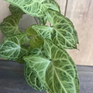 Syngonium Batik Live Plant – 4 inch Pot – Potted Houseplant – Indoor - Image 3