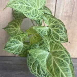 Syngonium Batik Live Plant – 4 inch Pot – Potted Houseplant – Indoor - Image 1