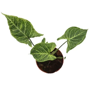 Syngonium Batik Live Plant – Potted Arrowhead Vine, 4 inch, Indoor - Image 4
