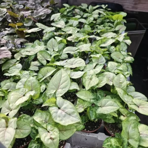 Syngonium Berry Allusion Live Plant - 2in Pot Arrowhead Vine Houseplant Indoor - Image 2