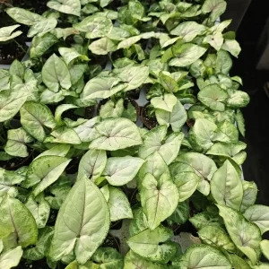 Syngonium Berry Allusion Live Plant - 2in Pot Arrowhead Vine Houseplant Indoor - Image 4