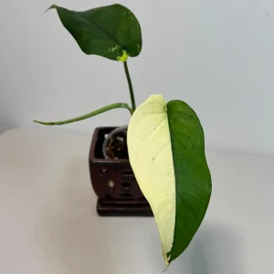 Syngonium Chiapense Albo Variegated Live Plant - Rare Aroid Houseplant - Image 2