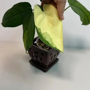 Syngonium Chiapense Albo Variegated Live Plant - Rare Indoor Aroid - Image 2