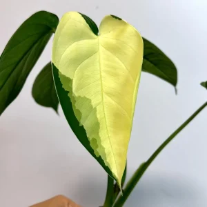 Syngonium Chiapense Albo Variegated Live Plant - Rare Indoor Aroid - Image 3