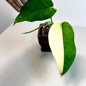 Syngonium Chiapense Albo Variegated Live Plant - Rare Aroid Houseplant - Image 4