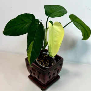 Syngonium Chiapense Albo Variegated Live Plant - Rare Indoor Aroid - Image 4