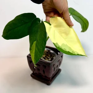 Syngonium Chiapense Albo Variegated Live Plant - Rare Indoor Aroid - Image 5