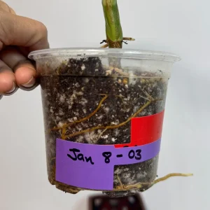 Syngonium Chiapense Albo Variegated Live Plant - Rare Indoor Aroid - Image 6