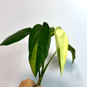 Syngonium Chiapense Albo Variegated Live Plant - Rare Indoor Aroid - Image 6