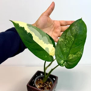 Syngonium Chiapense Albo Variegated Live Plant - Rare Indoor Aroid - Image 1