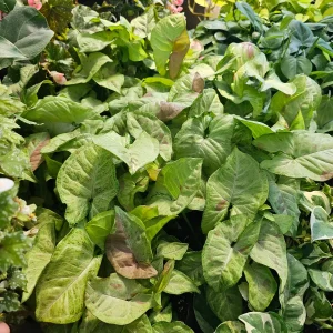 Syngonium 'Confetti' Live Plant - Pink Arrowhead Vine - 4 inch Pot - Indoor - Image 3