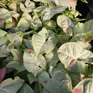 Syngonium Fiesta Live Plant - Rare Arrowhead Houseplant in 4 inch Pot - Easy Indoor Plant - Image 3