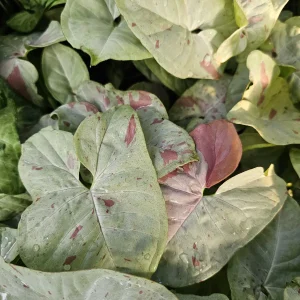 Syngonium Fiesta Live Plant - Rare Arrowhead Houseplant in 4 inch Pot - Easy Indoor Plant - Image 4