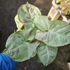 Syngonium Fiesta Live Plant - Rare Arrowhead Houseplant in 4 inch Pot - Easy Indoor Plant - Image 5