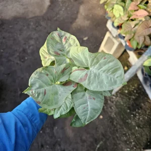 Syngonium Fiesta Live Plant - Rare Arrowhead Houseplant in 4 inch Pot - Easy Indoor Plant - Image 6