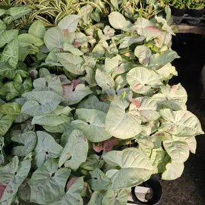 Syngonium Fiesta Live Plant - Rare Arrowhead Houseplant in 4 inch Pot - Easy Indoor Plant - Image 9