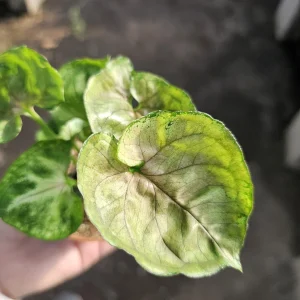 Syngonium Mango Allusion Arrowhead Vine Live Plant - 2 inch Pot - Easy Care Houseplant - Image 3