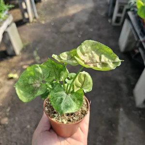 Syngonium Mango Allusion Arrowhead Vine Live Plant - 2 inch Pot - Easy Care Houseplant - Image 1