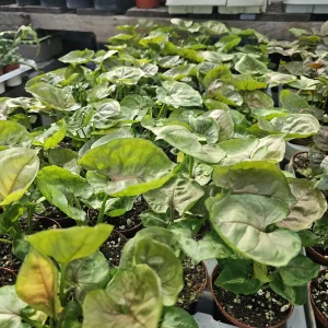 Syngonium Mango Allusion Arrowhead Vine Live Plant - 2 inch Pot - Easy Care Houseplant - Image 4