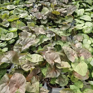 Syngonium Maria Allusion Live Plant – Arrowhead Vine – 2in Pot – Indoor Houseplant - Image 2