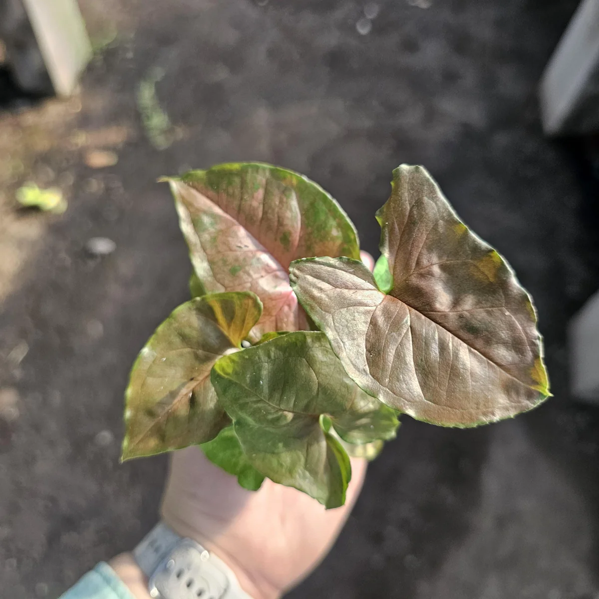 Syngonium Maria Allusion Live Plant – Arrowhead Vine – 2in Pot – Indoor Houseplant - Image 3