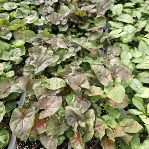 Syngonium Maria Allusion Live Plant – Arrowhead Vine – 2in Pot – Indoor Houseplant - Image 5