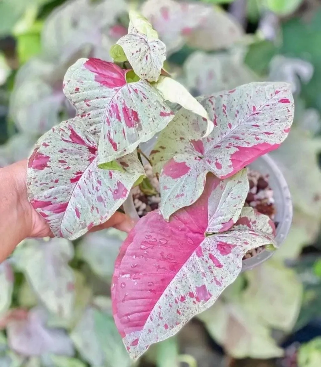 Syngonium Milk Confetti Live Plant - Potted Houseplant, Variegated Aroid - Image 1