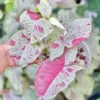 Syngonium Milk Confetti Live Plant - Potted Houseplant, Variegated Aroid - Image 1