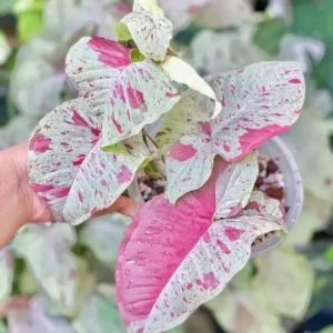 Syngonium Milk Confetti Live Plant - Potted Houseplant, Variegated Aroid - Image 1