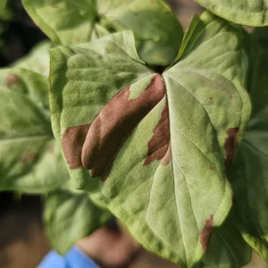 Syngonium Pink Salmon Live Plant – Arrowhead Plant – 4 inch Pot – Indoor Houseplant - Image 2