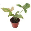 Syngonium Pink Splash Live Plant - 4 inch Pot - Indoor Aroid - Image 1