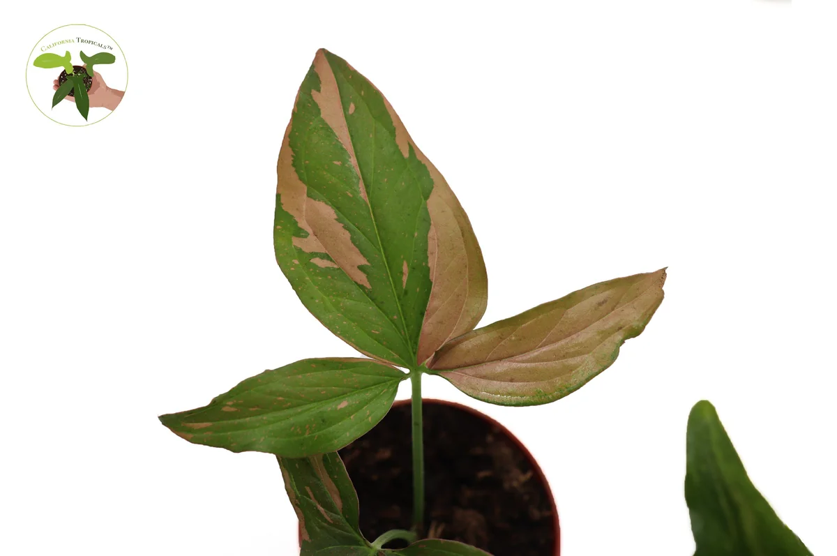 Syngonium Pink Splash Live Plant - 4 inch Pot - Indoor Aroid - Image 2