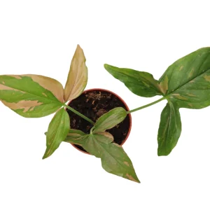 Syngonium Pink Splash Live Plant - 4 inch Pot - Indoor Aroid - Image 3