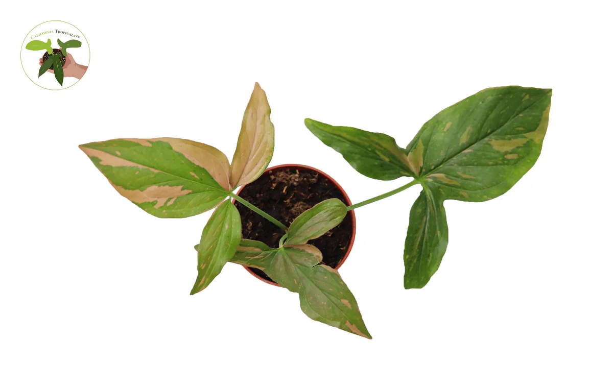 Syngonium Pink Splash Live Plant - 4 inch Pot - Indoor Aroid - Image 3