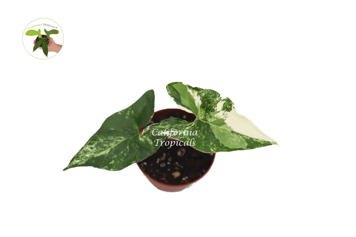 Syngonium Podophyllum Albo-Variegatum Live Plant – 2 inch Pot – Indoor Houseplant - Image 2