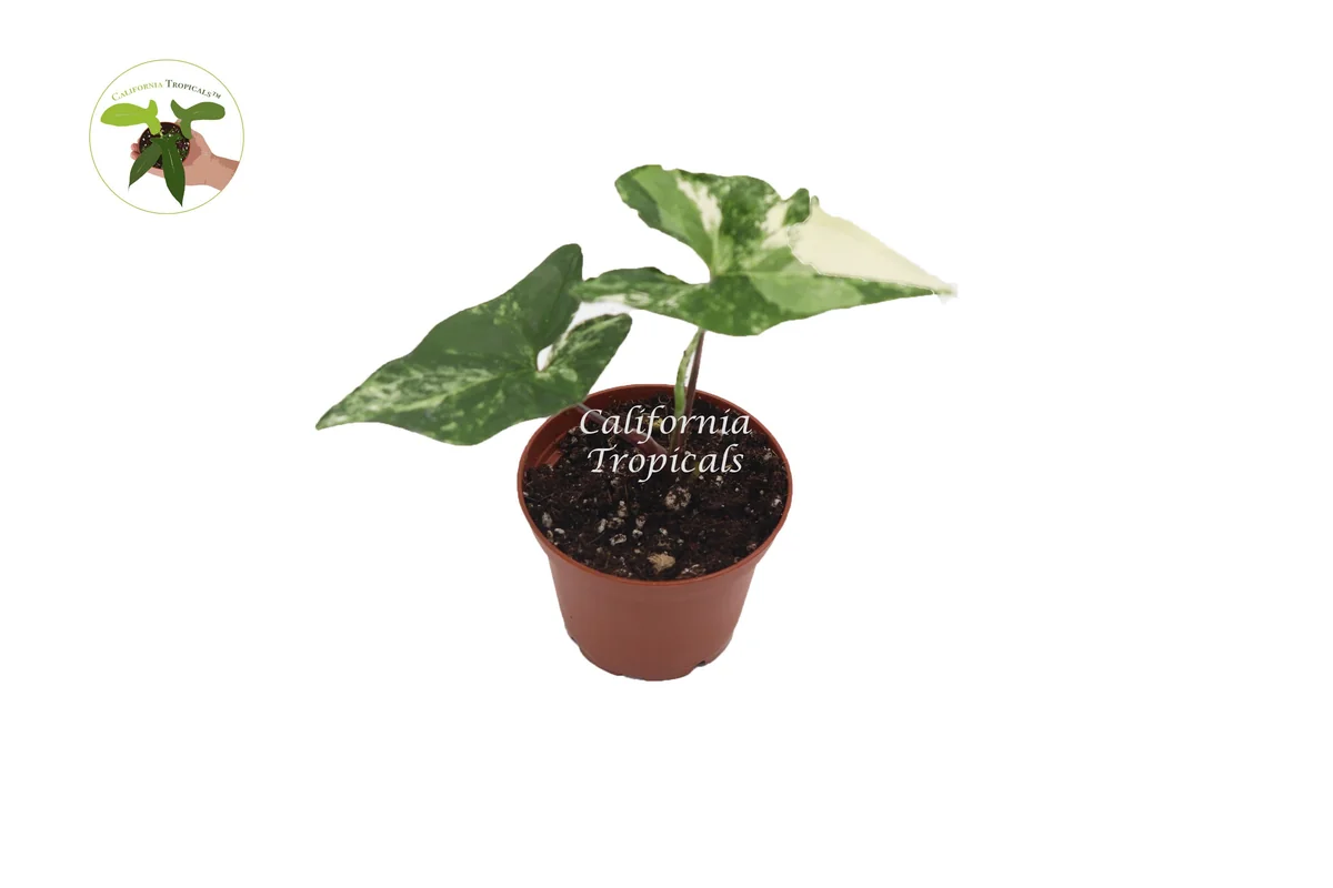 Syngonium Podophyllum Albo-Variegatum Live Plant – 2 inch Pot – Indoor Houseplant - Image 1