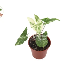 Syngonium Podophyllum Albo-Variegatum Live Plant - 4 inch Pot - Indoor Arrowhead Vine - Image 1