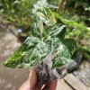 Syngonium Podophyllum Albo-Variegatum Live Plant – Rooted – Indoor Houseplant - Image 1