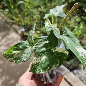 Syngonium Podophyllum Albo-Variegatum Live Plant – Rooted – Indoor Houseplant - Image 2