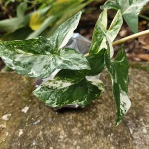 Syngonium Podophyllum Albo-Variegatum Live Plant – Rooted – Indoor Houseplant - Image 3