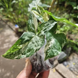 Syngonium Podophyllum Albo-Variegatum Live Plant – Rooted – Indoor Houseplant - Image 1