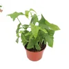 Syngonium Podophyllum Green Aroid Live Plant - 6 inch Pot - Indoor Houseplant - Image 1