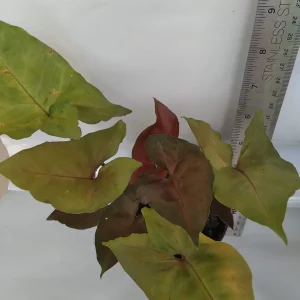 Syngonium Podophyllum Live Plant – Green & Red Arrowhead Vine – 4 Inch Pot – Indoor Houseplant - Image 3