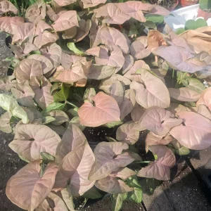 Syngonium Regina Red Live Plant – Arrowhead Vine – Colorful Indoor Plant – 4in Pot - Image 2