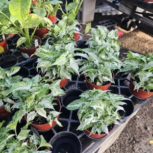 Syngonium Starlite Live Plant – Rare Arrowhead Houseplant in 4in Pot – Easy Indoor - Image 3