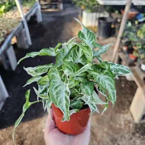 Syngonium Starlite Live Plant – Rare Arrowhead Houseplant in 4in Pot – Easy Indoor - Image 1