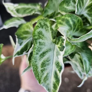 Syngonium Starlite Live Plant – Rare Arrowhead Houseplant in 4in Pot – Easy Indoor - Image 4