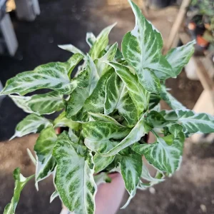 Syngonium Starlite Live Plant – Rare Arrowhead Houseplant in 4in Pot – Easy Indoor - Image 6
