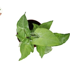 Syngonium White Butterfly Live Plant – 4 inch Pot – Indoor Houseplant - Image 2