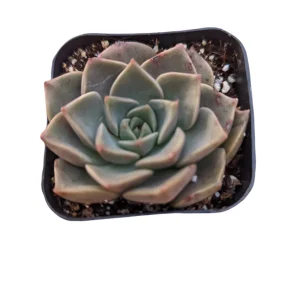Taciveria Tasha Succulent Live Plant - Drought Tolerant, Easy Care Houseplant - Image 1